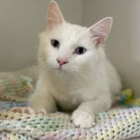 Photo of Ghostie