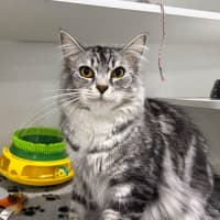 Photo of Tango