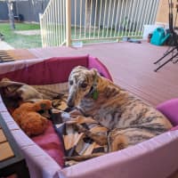 Photo of Luna, The 2 Year Old Greyhound