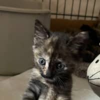 Photo of Paisley
