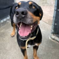 Photo of Mr. Snuffleupagus