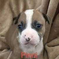 Photo of Pinni