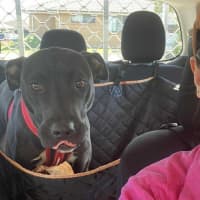 Photo of Ripley   1 Year Old Staffy X