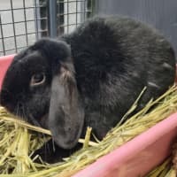 Photo of Max (Bonded With Charlie)