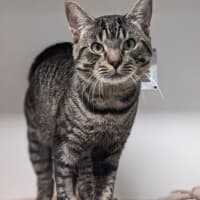 Photo of Atlas