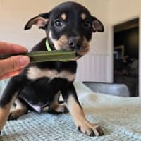 Photo of Kermit The Frog