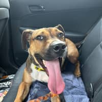 Photo of Doc   1 Year Old Staffy X (Trial)