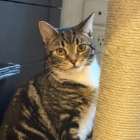 Photo of Sphinx