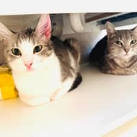 Photo of Pixie 🧚🏻 The Princess 👑 