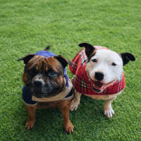 Photo of Bambino And Sammi 