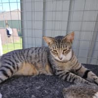 Photo of Larry **2nd Chance Cat Rescue**