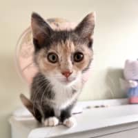 Photo of Dixie