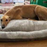 Photo of Kashi, The Greyhound Queen 👑