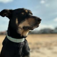 Photo of Alfalfa (Alfie)