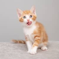 Photo of Pumpkin