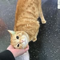 Photo of Donut
