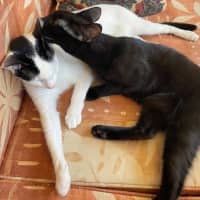 Photo of Julien   9 Month Old Domestic Short Hair