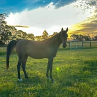 Photo of Armadell Manni