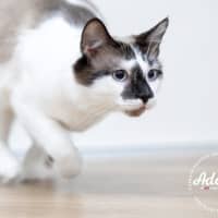 Photo of Mochi