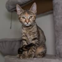Photo of Juno
