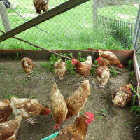 Photo of Chickens