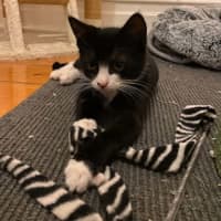 Photo of Bernie & Stripey