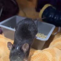 Photo of Fontina