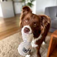 Photo of Mars Bar Slice