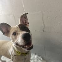 Photo of Patch