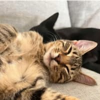 Photo of Binx And Onyx