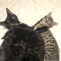 Photo of Claudia   2 Year Old Domestic Short Hair