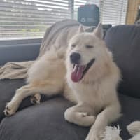 Photo of Snowball   2 Year Old Husky