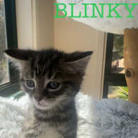 Photo of Blinky