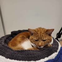 Photo of Ginger 