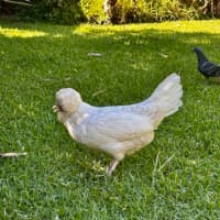 Photo of Renata, Patrizia And Enza