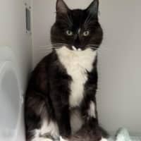 Photo of Oreo 