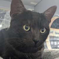 Photo of Kipper