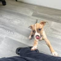 Photo of Cinnamon
