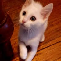 Photo of Elsa