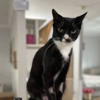 Photo of Abuelita   2 Year Old Domestic Shorthair