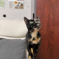 Photo of 🐈 Missy 7111 🐈