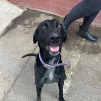 Photo of Marley