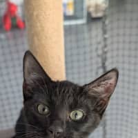 Photo of Fawnie Golden