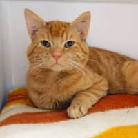 Photo of Scout Sta014383