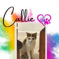 Photo of Callie