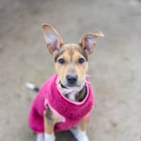 Photo of Scout