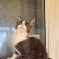 Photo of Princess Peach