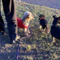 Photo of George 🏡Shih Tzu X Yorkie, (On Trial 30/6/25)