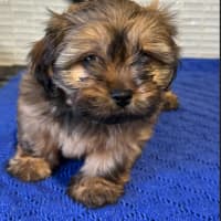 Photo of Trixie