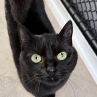 Photo of Midnight
